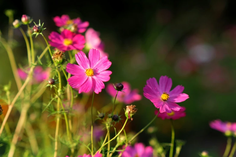 purple flowers on the side of a mountain