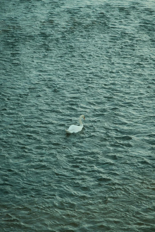 a large white bird is in the middle of the water