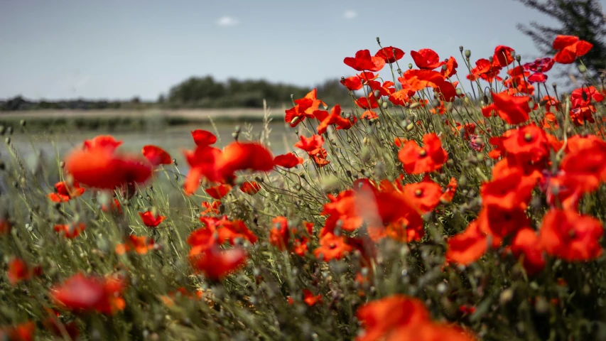 an image of a field with red flowers in it
