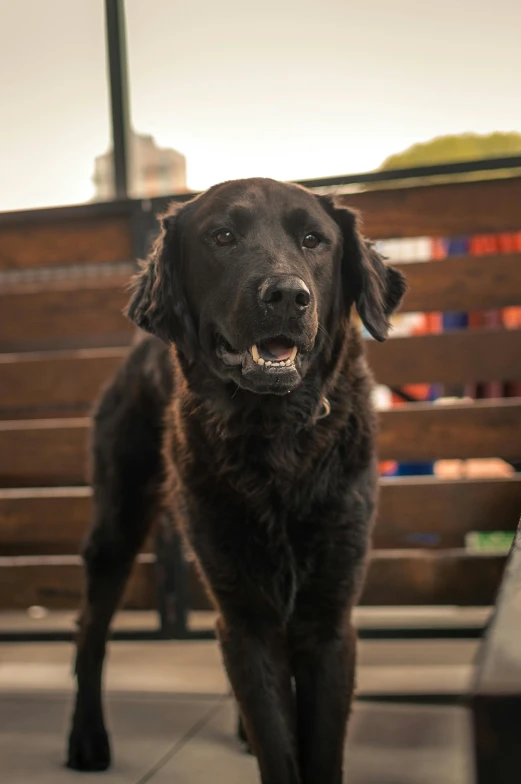 black dog walking towards camera on open walkway