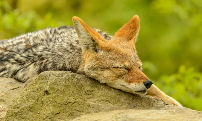 a cute sleeping animal laying on a rock