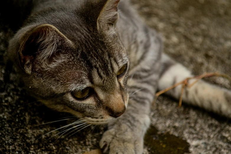 a cat is laying on the ground looking away from it