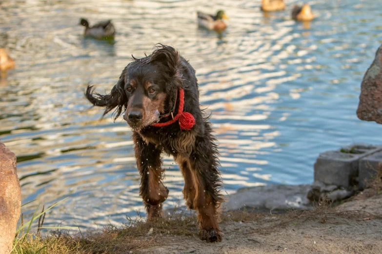 the dog is standing on the bank of a pond