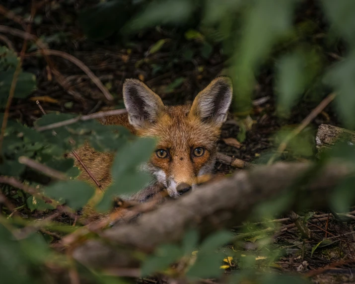 the fox is peeking out of the thicket of trees