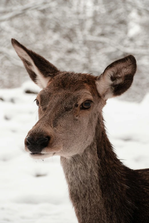 a deer is standing in the snow alone