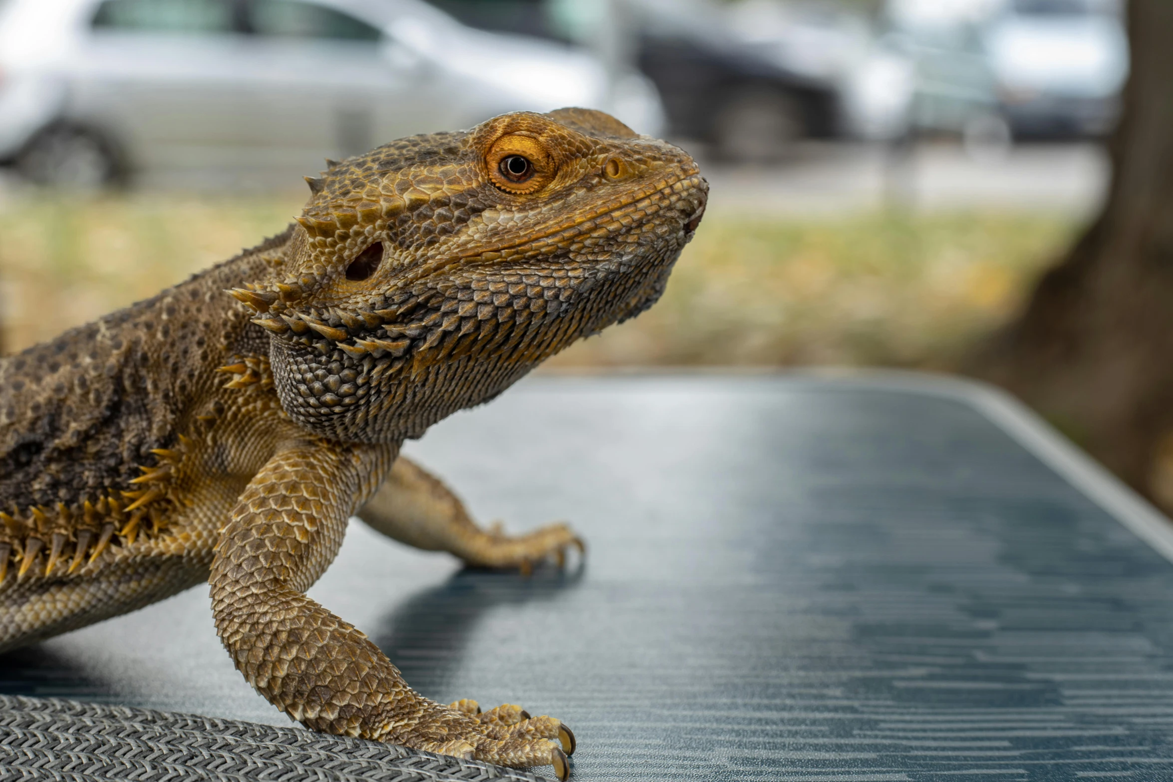 a very large lizard sits atop a table