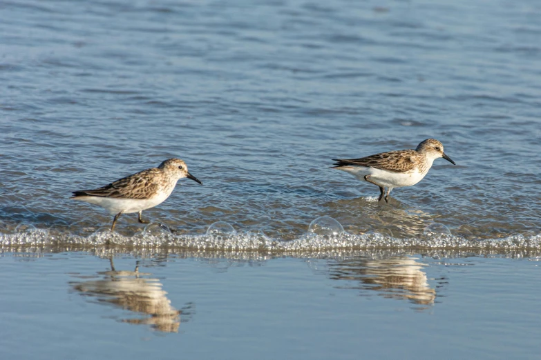 two birds are walking in the water near the shore