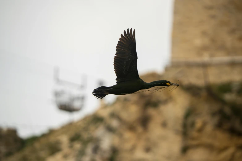 a bird flies through the air with its wings extended