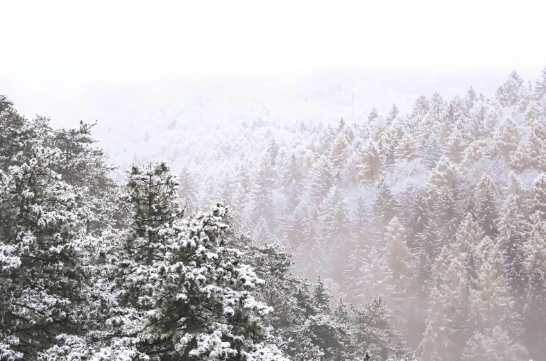 a foggy snowy winter day in the mountains with evergreen trees