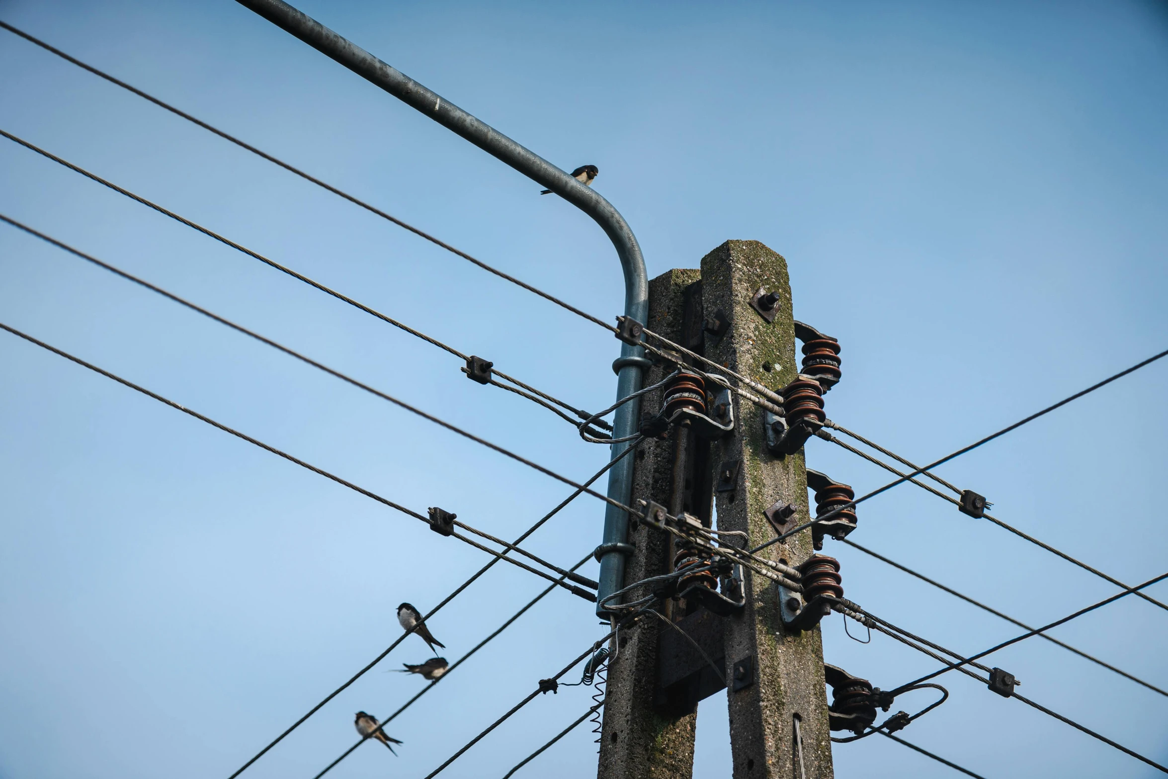 several birds are sitting on power lines under the blue sky