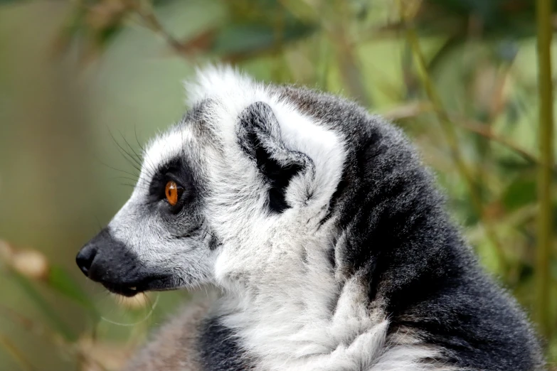 a close up po of a lemura sitting on the tree nch