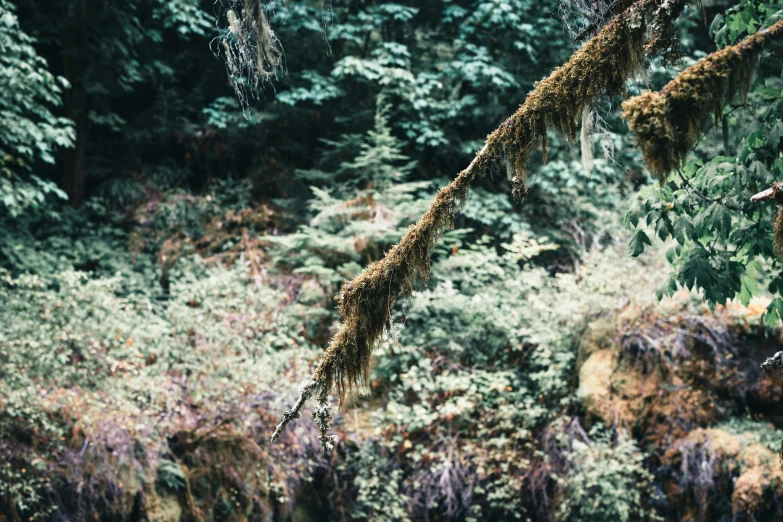 trees covered with green moss and mossies in a forest