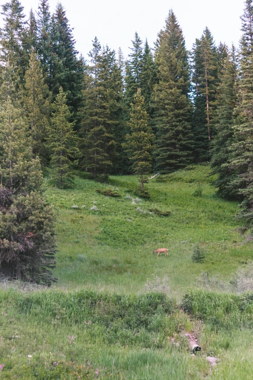 a bear standing in the middle of an open field