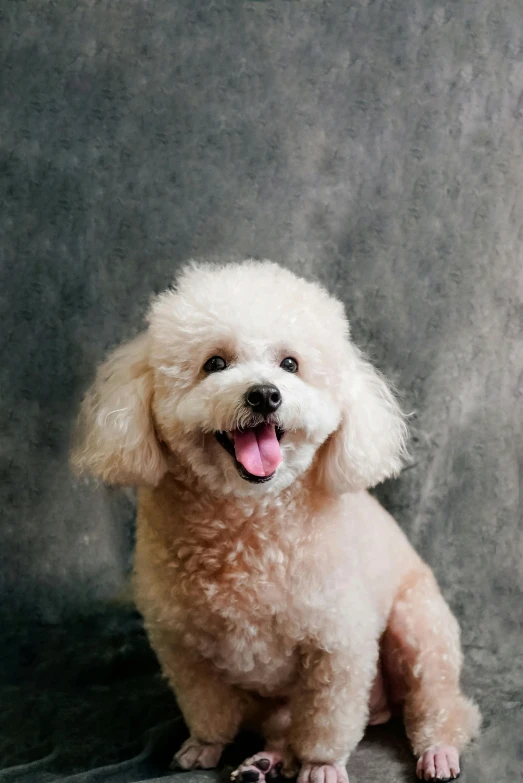 a white poodle sitting in front of a grey background