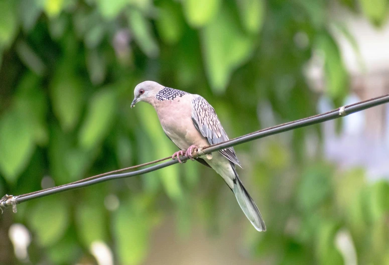 a white and gray bird on a wire with green plants in the background