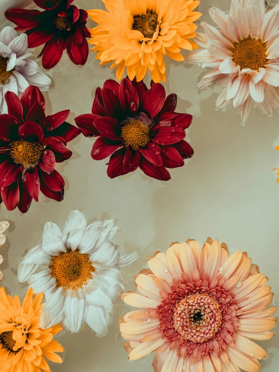 a bunch of flowers floating in the water