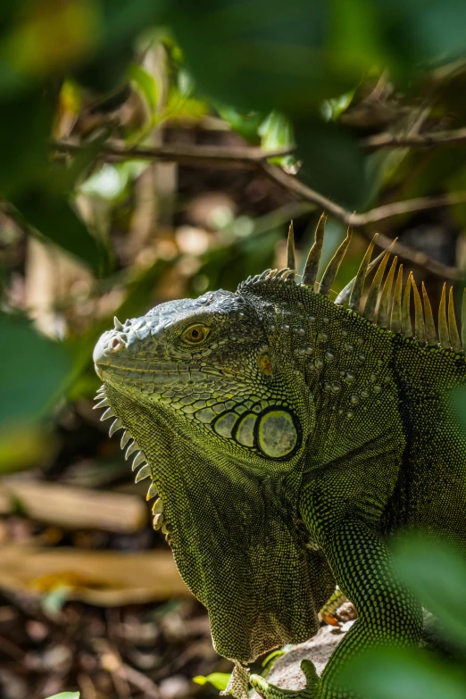 an iguana has his eye closed on the ground