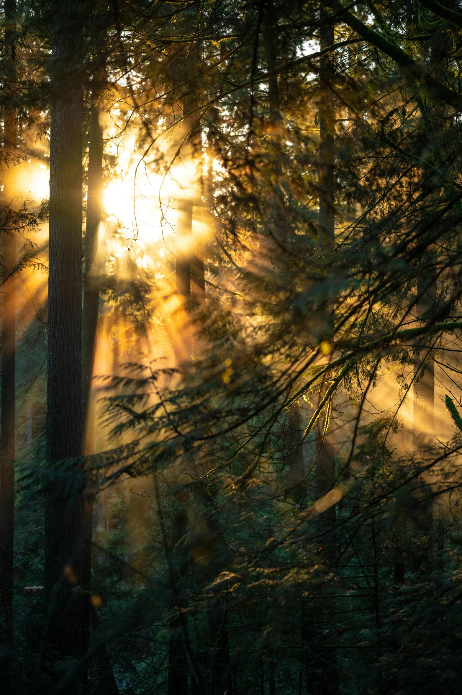 bright sunshine coming through the trees in the forest