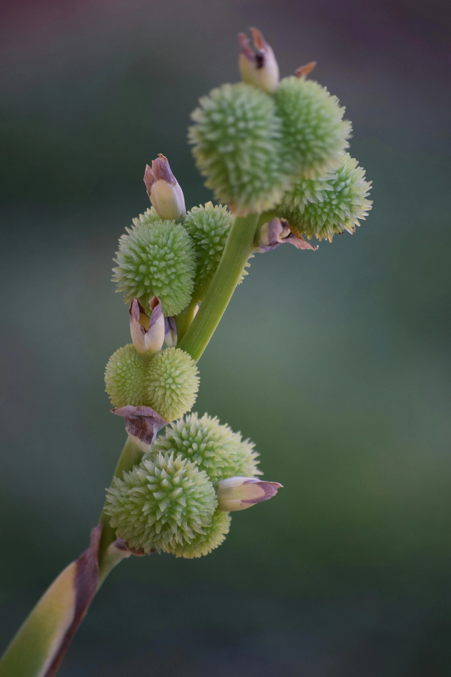 a close - up s of green flowers growing out of budding