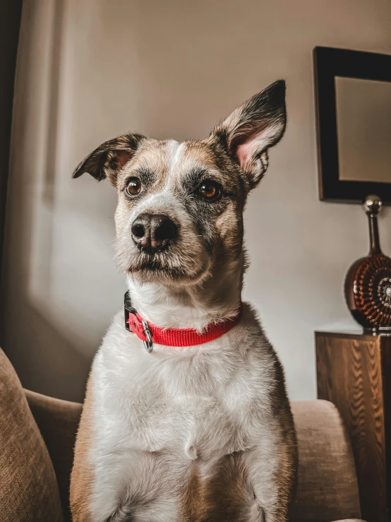 a dog sitting on a couch and looking to the side