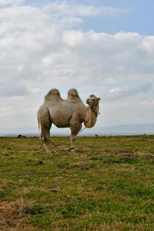 a camel standing in the middle of a field