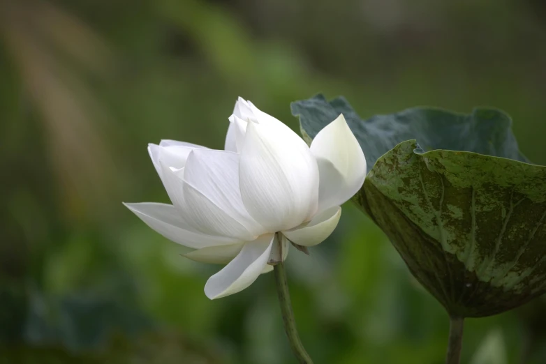 this large flower is white and a green leaf
