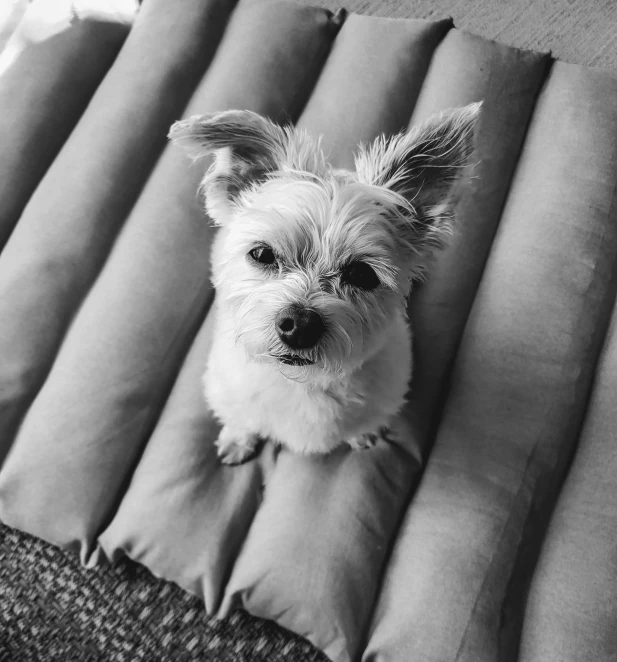 a dog that is sitting on the floor