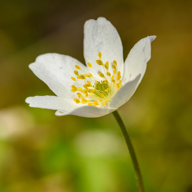 the flower is white with yellow and green in it