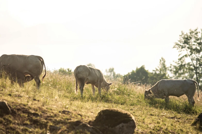 some cattle grazing in a grassy field near trees