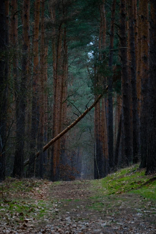 a dirt path through the woods with very tall trees