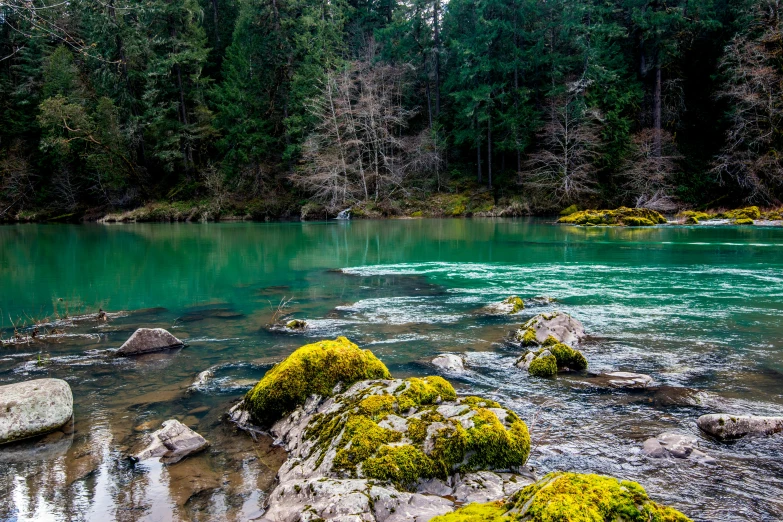 water flowing in the middle of a forest