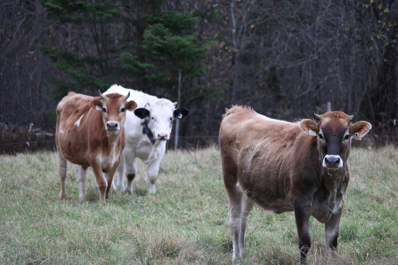 three cows standing in the grass looking at the camera