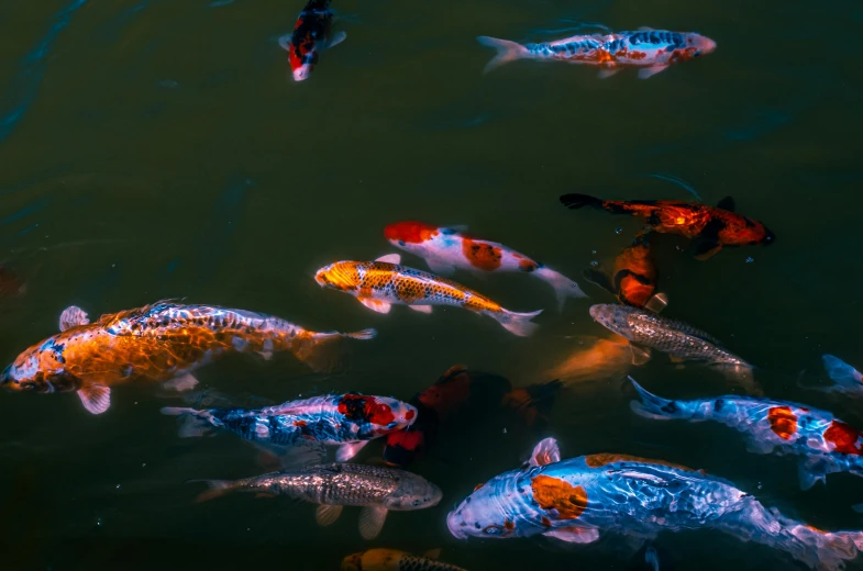 the koi fish are all different colors and sizes