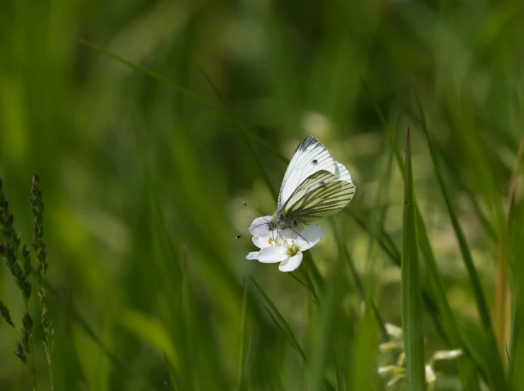 a erfly is sitting on a flower in the middle of tall grass