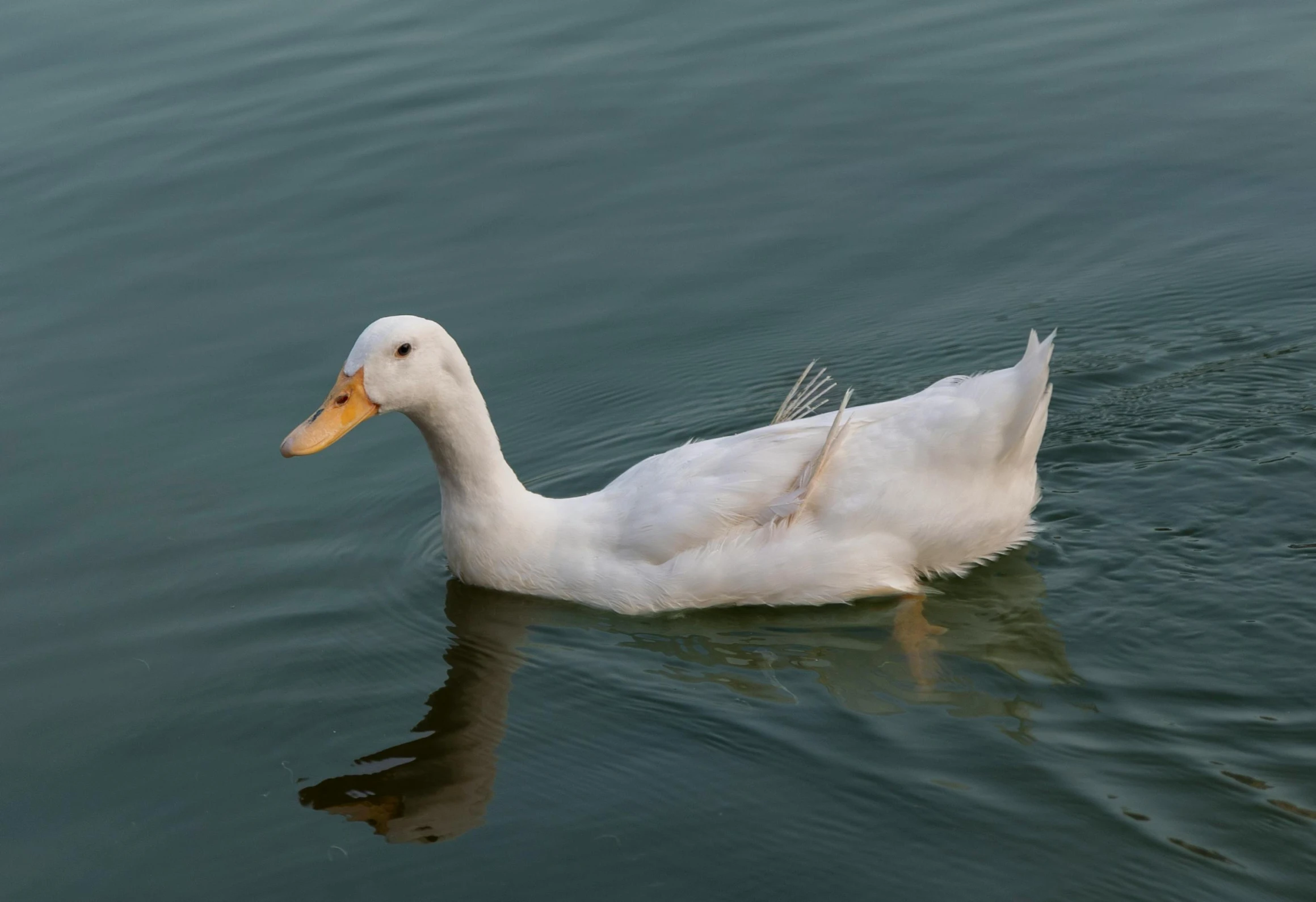 a duck is floating in the water with a long bill