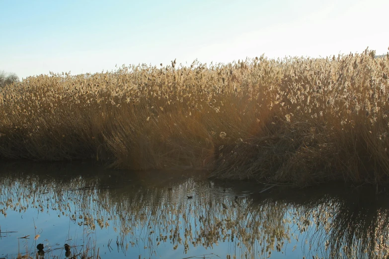 an image of a lake in the middle of a field