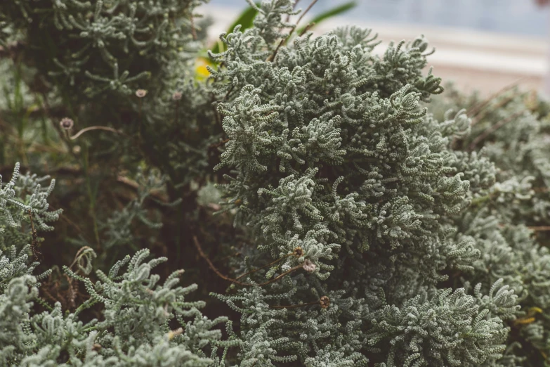 a cluster of small gray leaves growing on a shrub