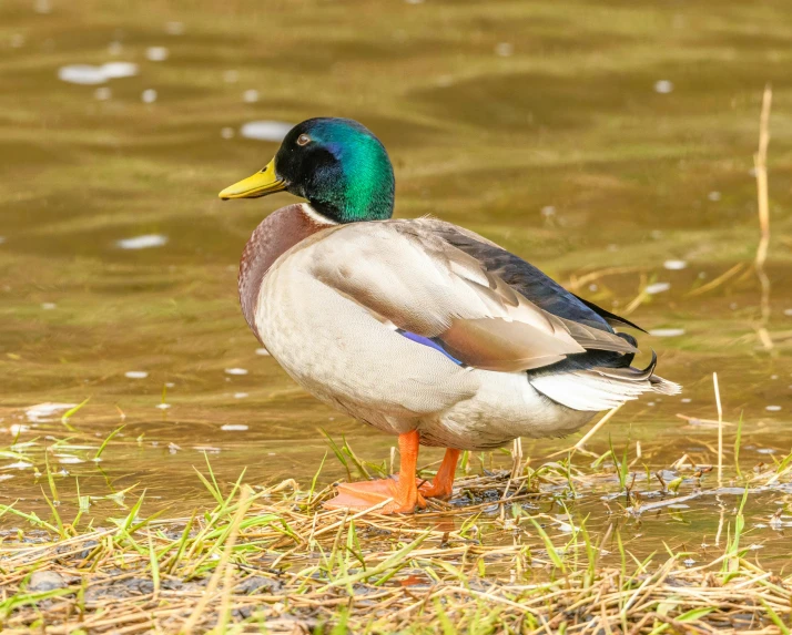 a duck standing in the water next to a grassy field