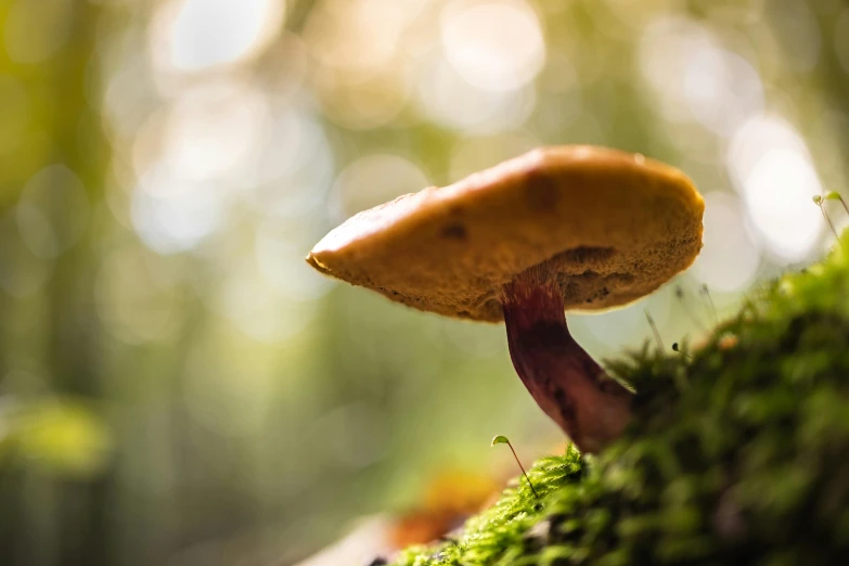 a small mushroom sitting on top of a mossy surface