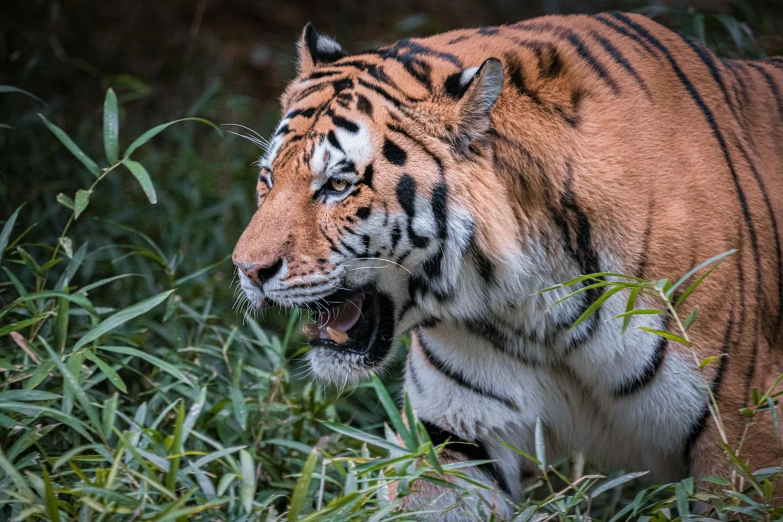 an adult tiger walking through some tall grass