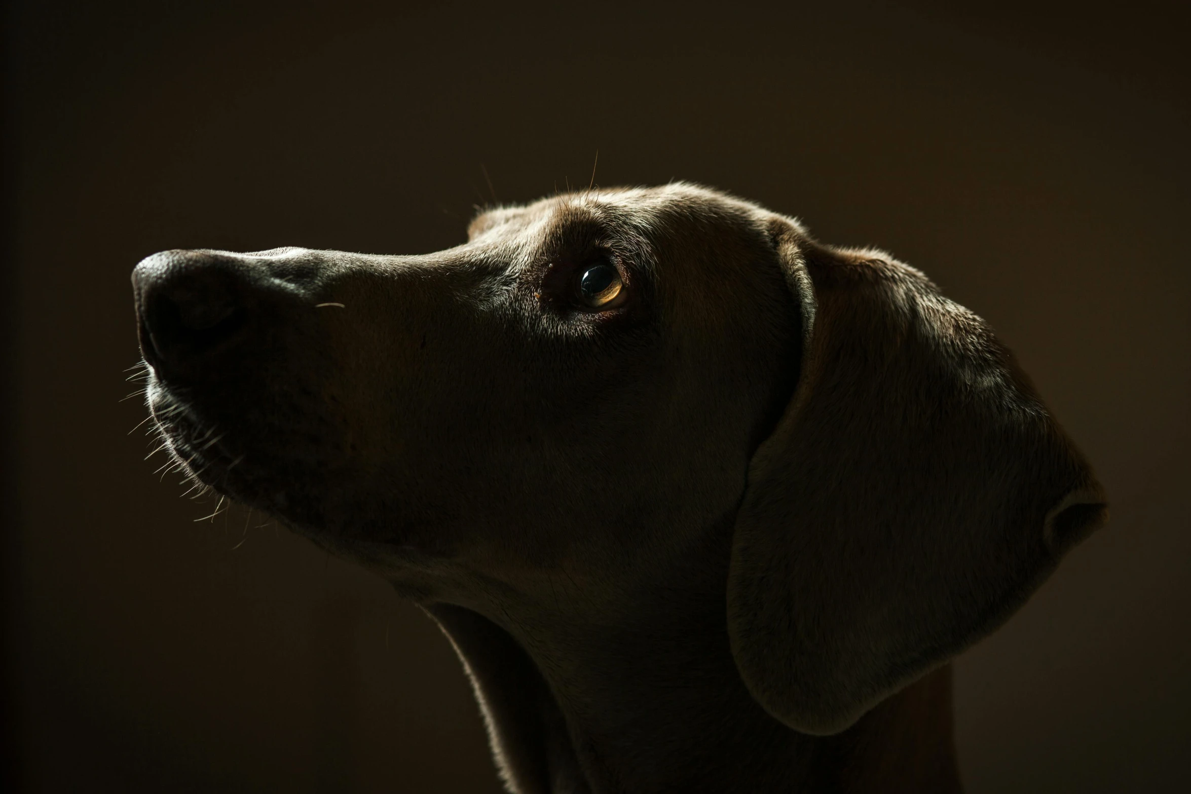 a brown dog looking out in the night