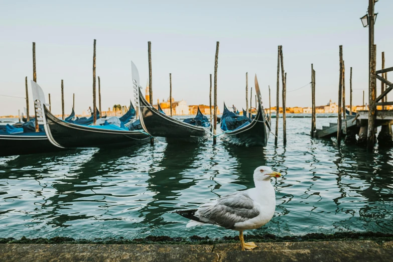 seagull standing on cement curb next to gondolas near pier in urban area