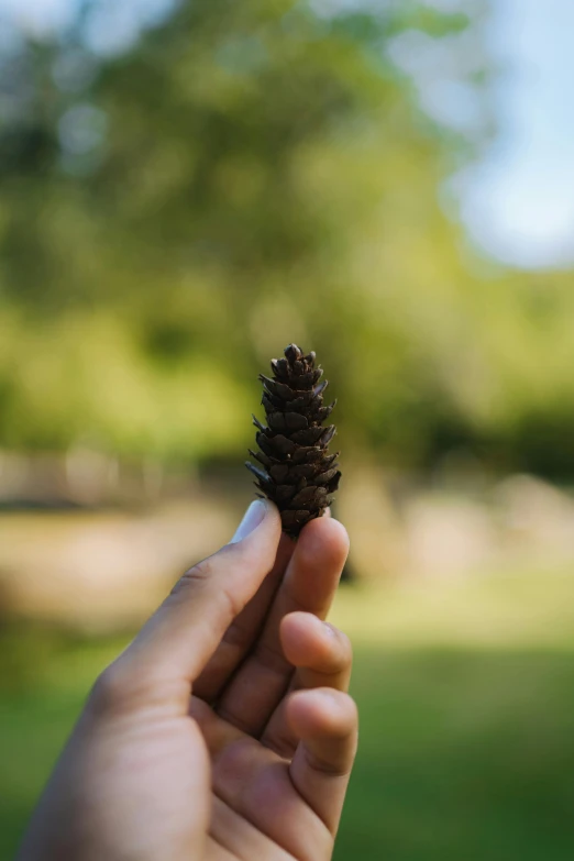 a hand holding a small pine cone in a field