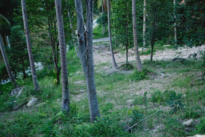 a small dirt road in the middle of the woods