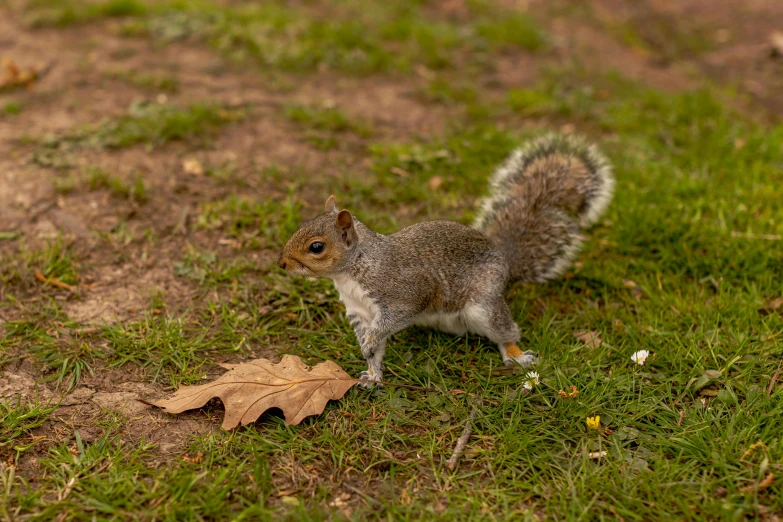 a small squirrel in a field with a leaf