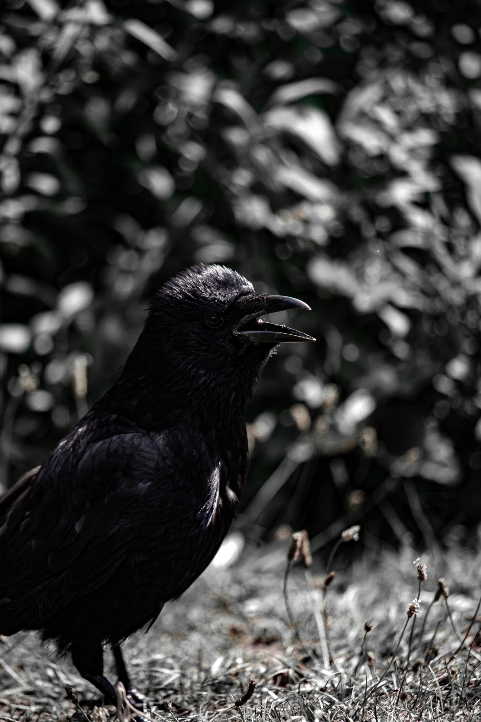 a black bird with an open beak and a nose