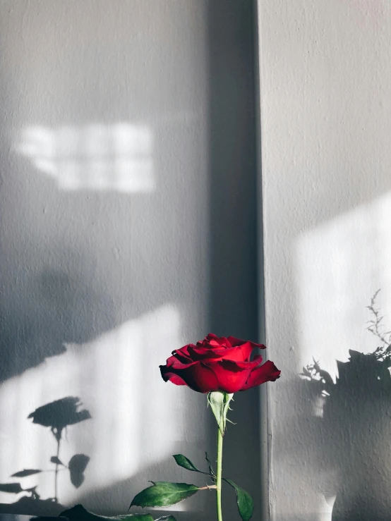 a single rose sits in the shadows of two buildings