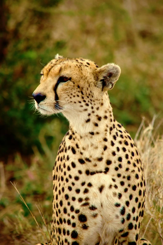 a big cheetah standing in some dried grass