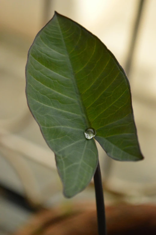 green plant with a single drop of water on it