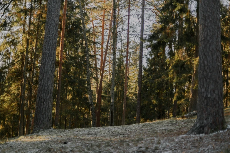 a grassy hill in front of a grove of trees